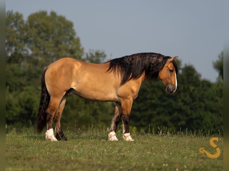 Cob Irlandese / Tinker / Gypsy Vanner Mix Castrone 9 Anni 160 cm Falbo in Bogard, MO