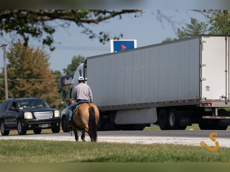 Cob Irlandese / Tinker / Gypsy Vanner Mix Castrone 9 Anni 160 cm Falbo in Bogard, MO