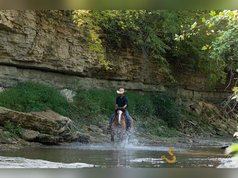 Cob Irlandese / Tinker / Gypsy Vanner Mix Castrone 9 Anni 160 cm Falbo in Bogard, MO
