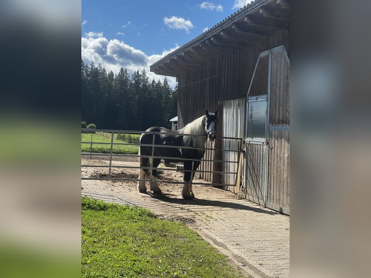 Cob Irlandese / Tinker / Gypsy Vanner Castrone 9 Anni 165 cm Pezzato in Obdach