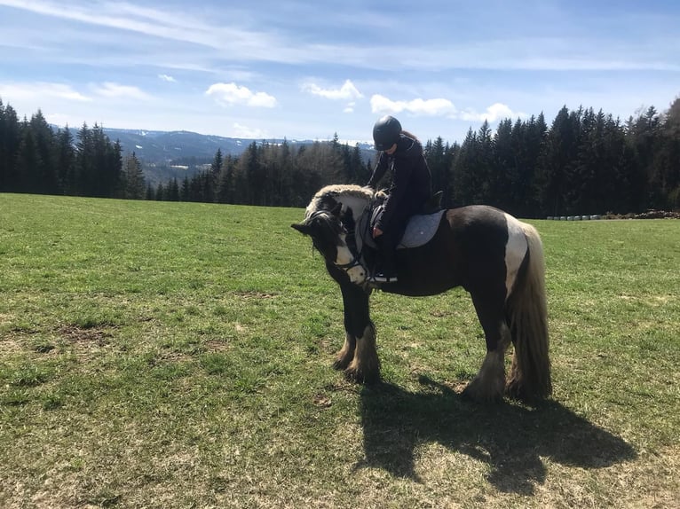 Cob Irlandese / Tinker / Gypsy Vanner Castrone 9 Anni 165 cm Pezzato in Obdach