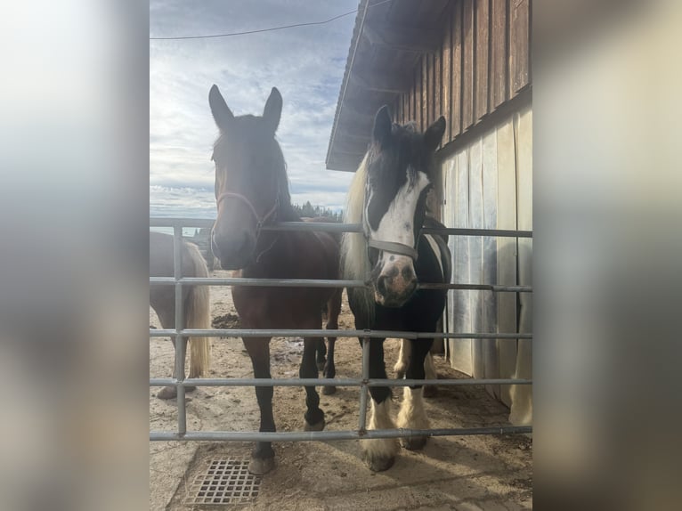 Cob Irlandese / Tinker / Gypsy Vanner Castrone 9 Anni 165 cm Pezzato in Obdach