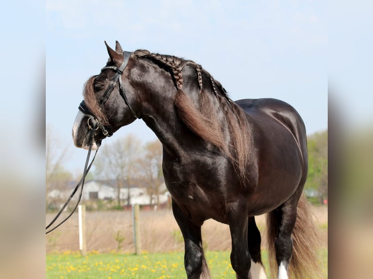 Cob Irlandese / Tinker / Gypsy Vanner Castrone 9 Anni  in Syracuse