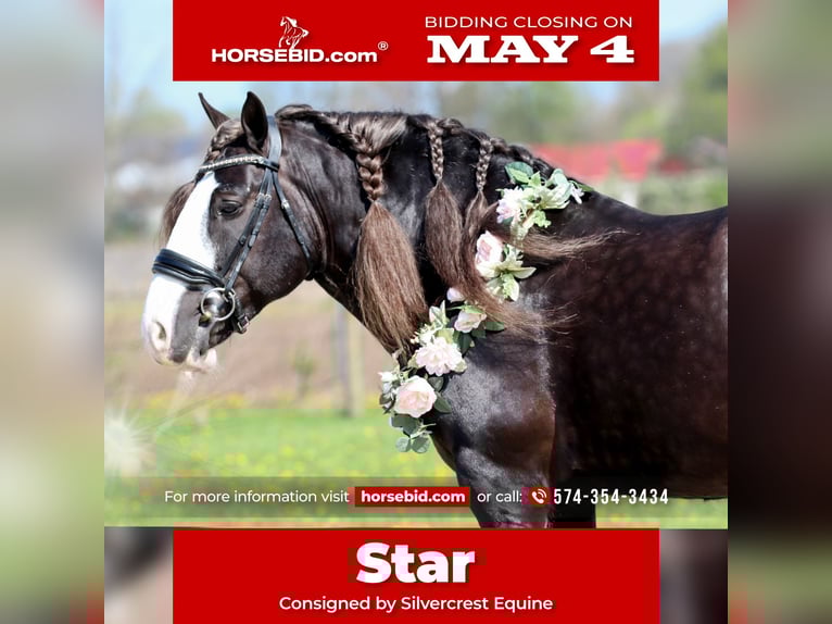 Cob Irlandese / Tinker / Gypsy Vanner Castrone 9 Anni  in Syracuse