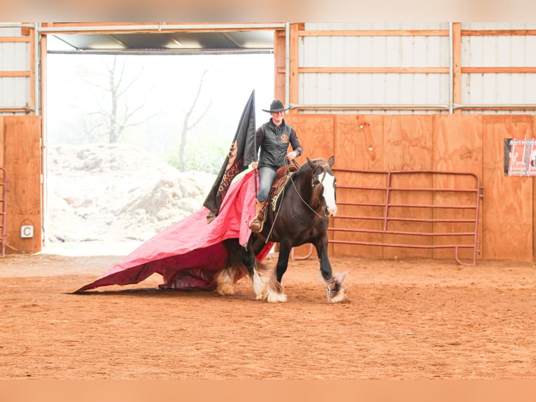 Cob Irlandese / Tinker / Gypsy Vanner Castrone 9 Anni  in Syracuse