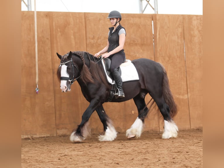 Cob Irlandese / Tinker / Gypsy Vanner Castrone 9 Anni  in Syracuse