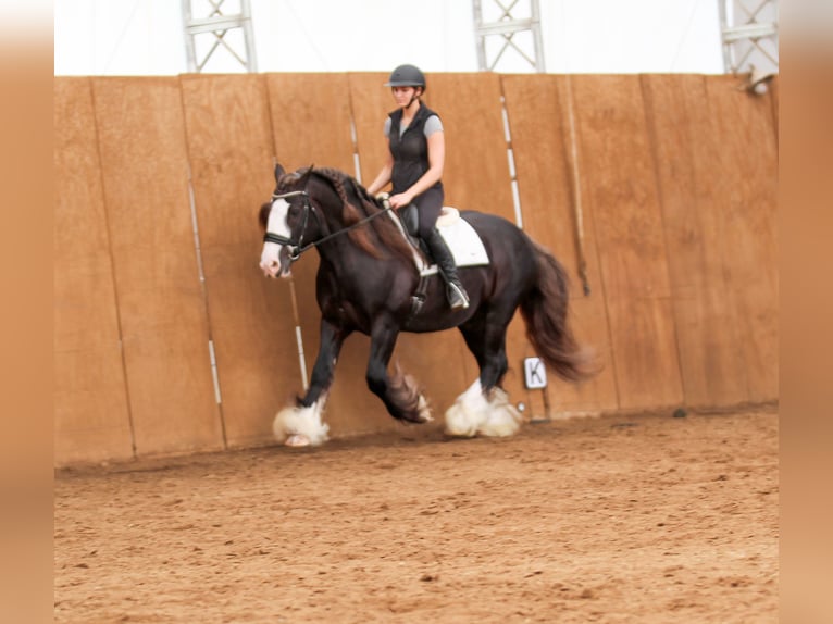 Cob Irlandese / Tinker / Gypsy Vanner Castrone 9 Anni  in Syracuse