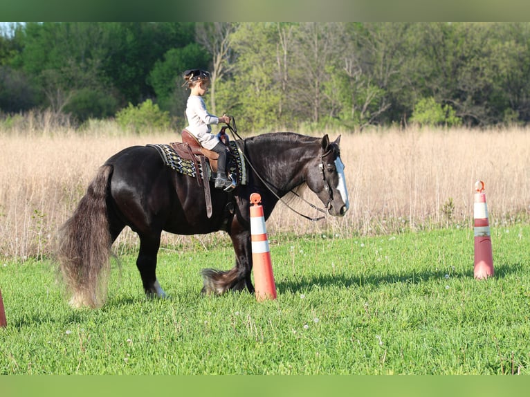 Cob Irlandese / Tinker / Gypsy Vanner Castrone 9 Anni  in Syracuse