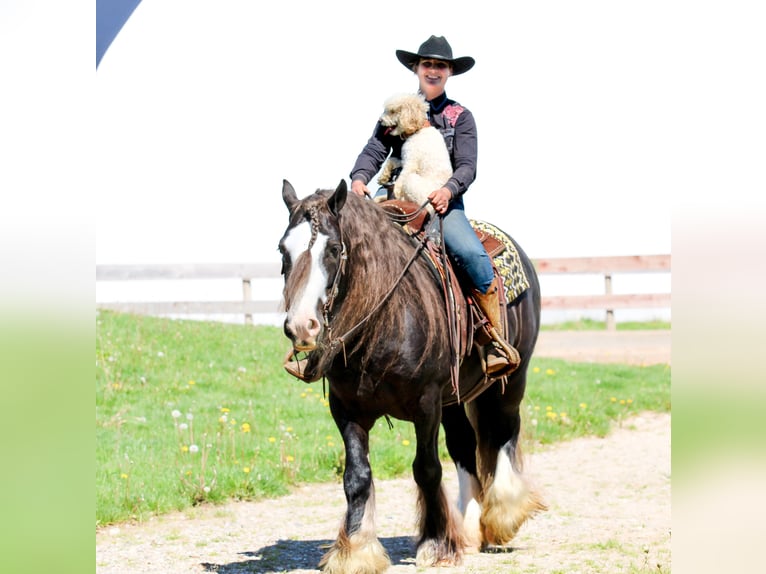 Cob Irlandese / Tinker / Gypsy Vanner Castrone 9 Anni  in Syracuse