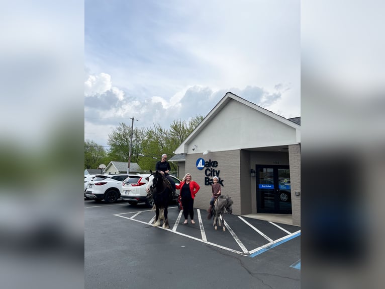 Cob Irlandese / Tinker / Gypsy Vanner Castrone 9 Anni  in Syracuse