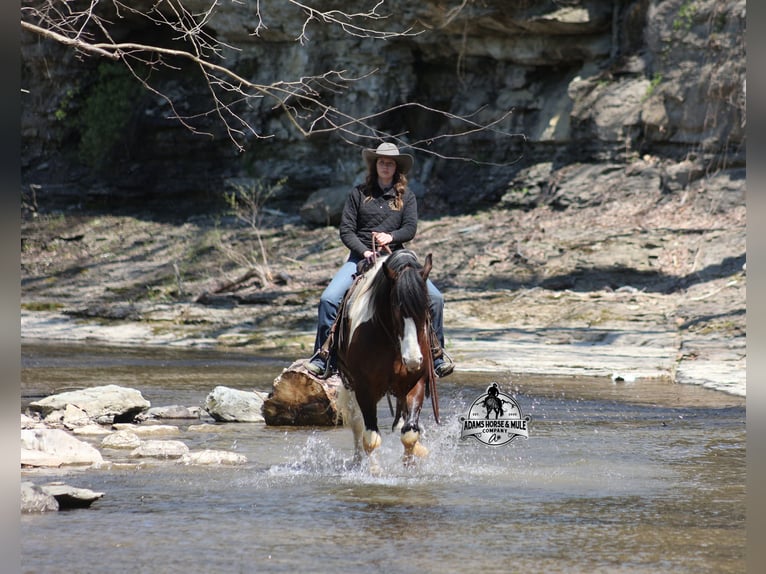Cob Irlandese / Tinker / Gypsy Vanner Castrone Puledri (01/2026) 163 cm Tobiano-tutti i colori in Mount Vernon