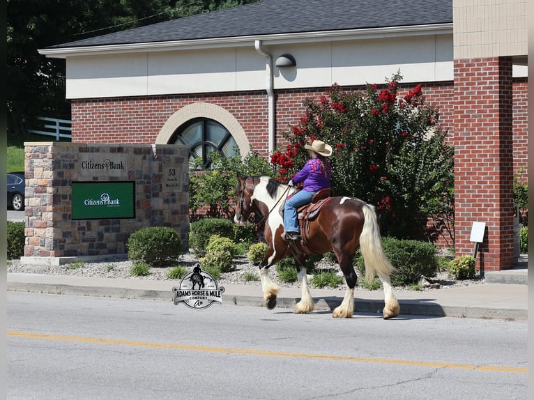 Cob Irlandese / Tinker / Gypsy Vanner Castrone Puledri (01/2026) 163 cm Tobiano-tutti i colori in Mount Vernon