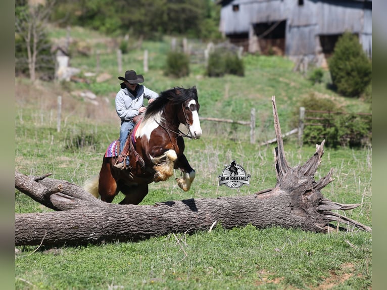 Cob Irlandese / Tinker / Gypsy Vanner Castrone Puledri (01/2026) 163 cm Tobiano-tutti i colori in Mount Vernon
