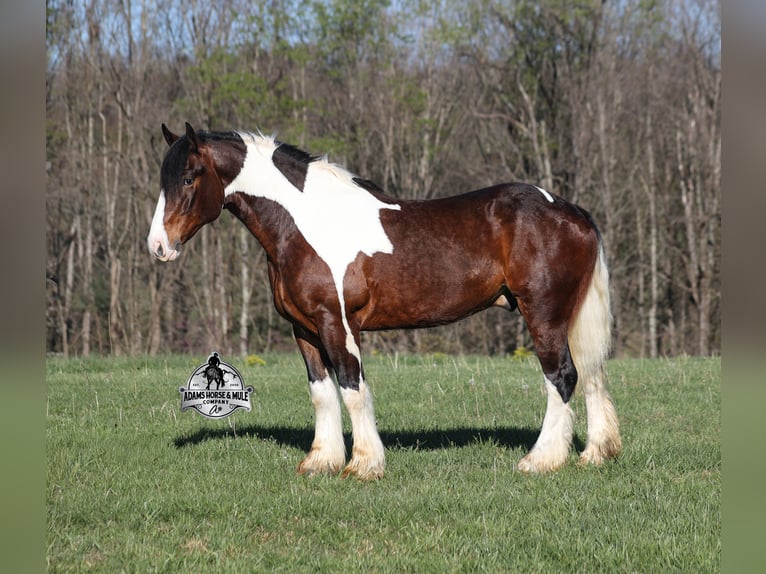Cob Irlandese / Tinker / Gypsy Vanner Castrone Puledri (01/2026) 163 cm Tobiano-tutti i colori in Mount Vernon