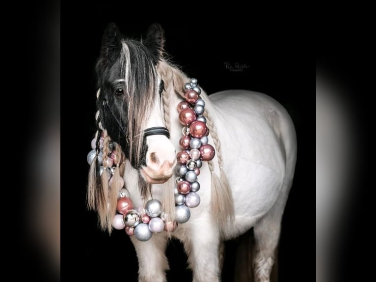 Cob Irlandese / Tinker / Gypsy Vanner Giumenta 10 Anni 136 cm Pezzato in Groß Grönau