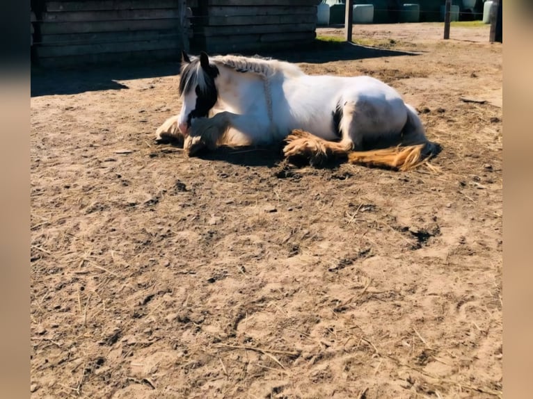 Cob Irlandese / Tinker / Gypsy Vanner Giumenta 10 Anni 136 cm Pezzato in Groß Grönau
