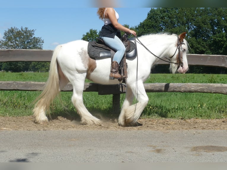 Cob Irlandese / Tinker / Gypsy Vanner Giumenta 10 Anni 139 cm Pezzato in Lathen
