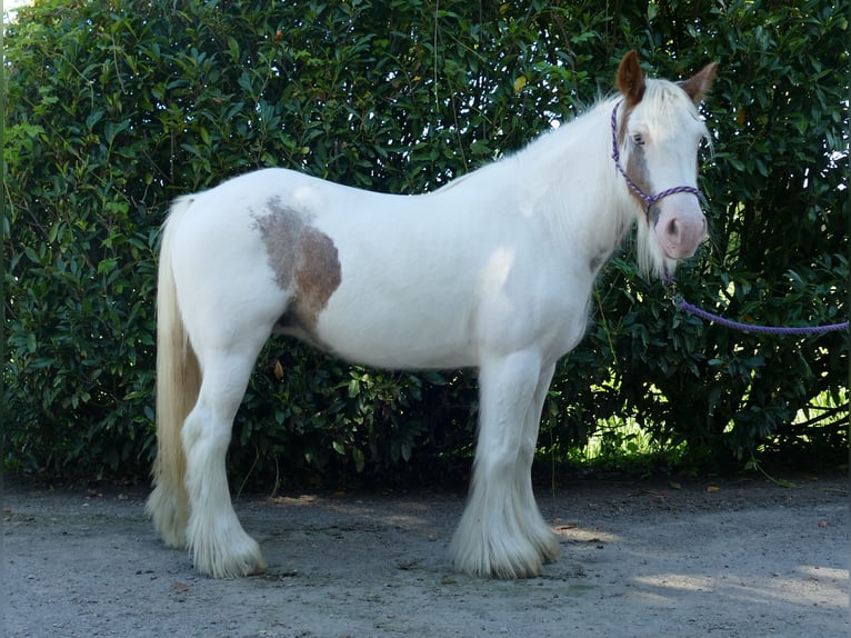 Cob Irlandese / Tinker / Gypsy Vanner Giumenta 10 Anni 139 cm Pezzato in Lathen