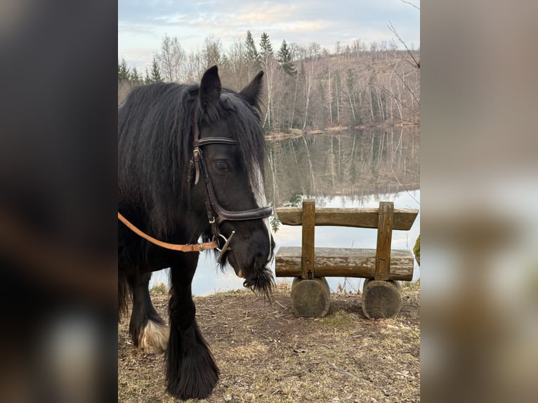 Cob Irlandese / Tinker / Gypsy Vanner Giumenta 10 Anni 140 cm Morello in Neudorf