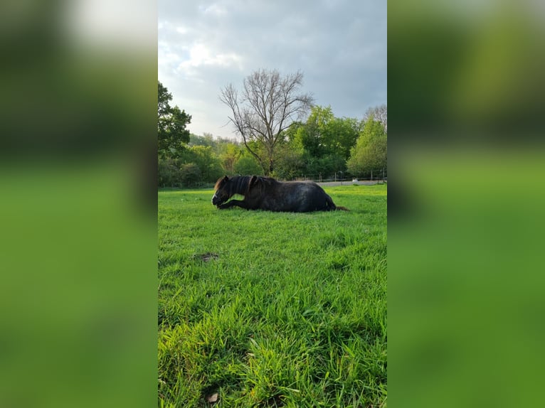 Cob Irlandese / Tinker / Gypsy Vanner Mix Giumenta 10 Anni 148 cm Baio scuro in Ratingen
