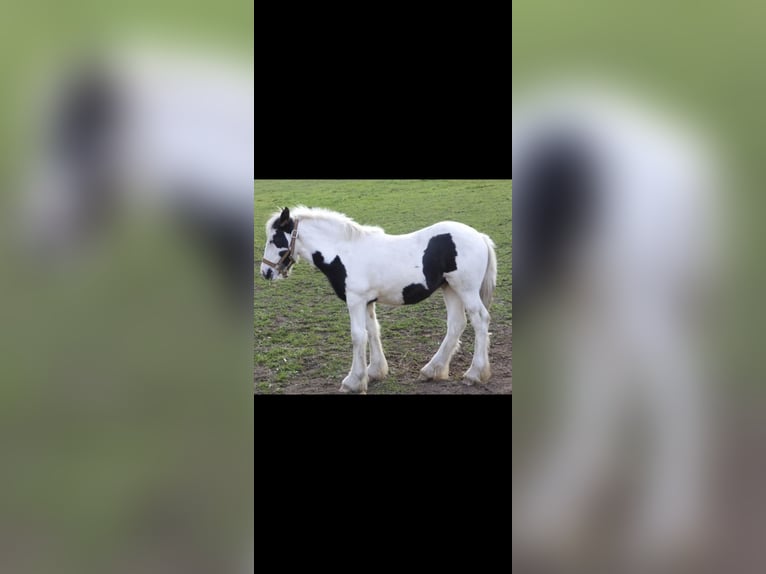 Cob Irlandese / Tinker / Gypsy Vanner Giumenta 10 Anni 148 cm in Hammelburg