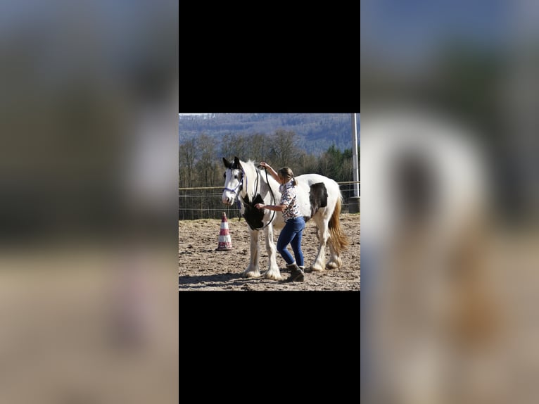 Cob Irlandese / Tinker / Gypsy Vanner Giumenta 10 Anni 148 cm in Hammelburg