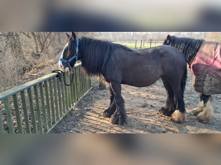 Cob Irlandese / Tinker / Gypsy Vanner Giumenta 10 Anni 148 cm Morello in Ingolstadt