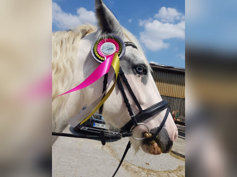 Cob Irlandese / Tinker / Gypsy Vanner Mix Giumenta 10 Anni 152 cm Pezzato in Wickede