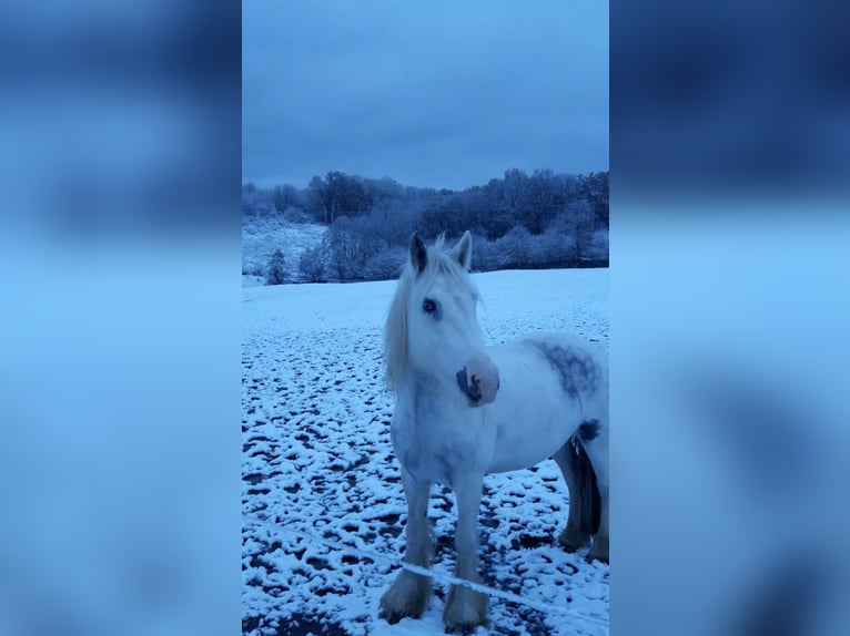 Cob Irlandese / Tinker / Gypsy Vanner Mix Giumenta 10 Anni 152 cm Pezzato in Wickede