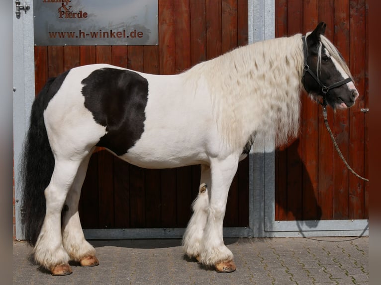 Cob Irlandese / Tinker / Gypsy Vanner Giumenta 10 Anni 153 cm  in Dorsten