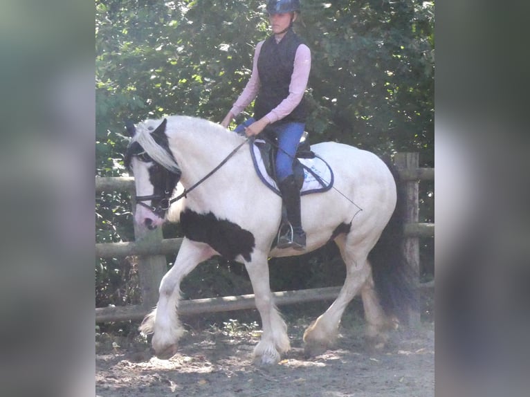 Cob Irlandese / Tinker / Gypsy Vanner Giumenta 10 Anni 153 cm  in Dorsten