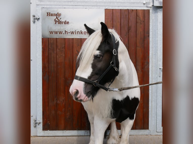 Cob Irlandese / Tinker / Gypsy Vanner Giumenta 10 Anni 153 cm  in Dorsten