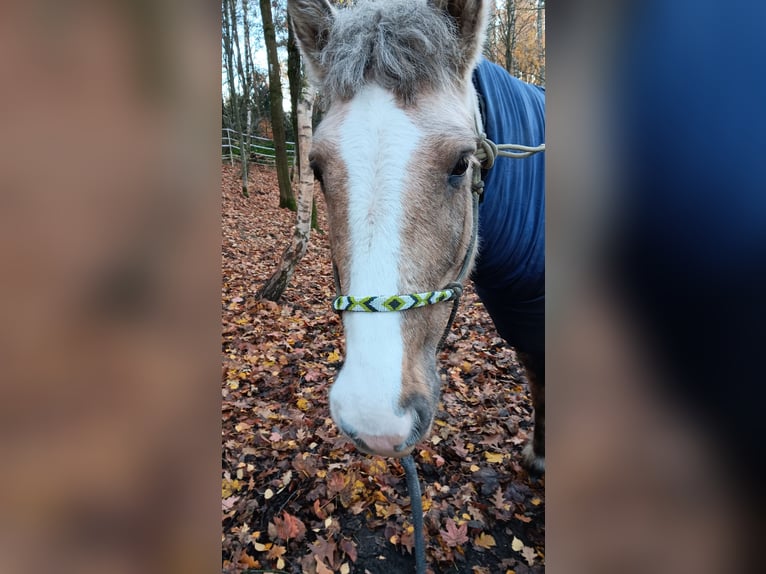 Cob Irlandese / Tinker / Gypsy Vanner Giumenta 10 Anni 158 cm Palomino in Wiesmaden