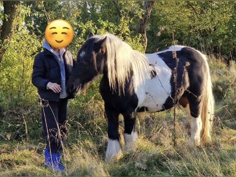 Cob Irlandese / Tinker / Gypsy Vanner Giumenta 10 Anni Pezzato in Ecklingerode