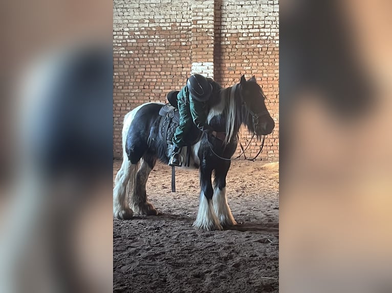 Cob Irlandese / Tinker / Gypsy Vanner Giumenta 10 Anni Pezzato in Ecklingerode