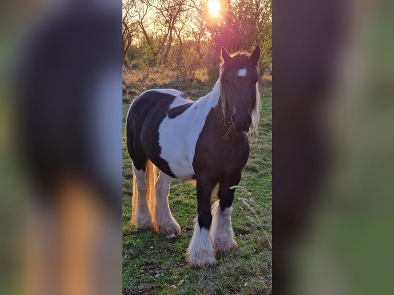 Cob Irlandese / Tinker / Gypsy Vanner Giumenta 10 Anni Pezzato in FernaEcklingerode