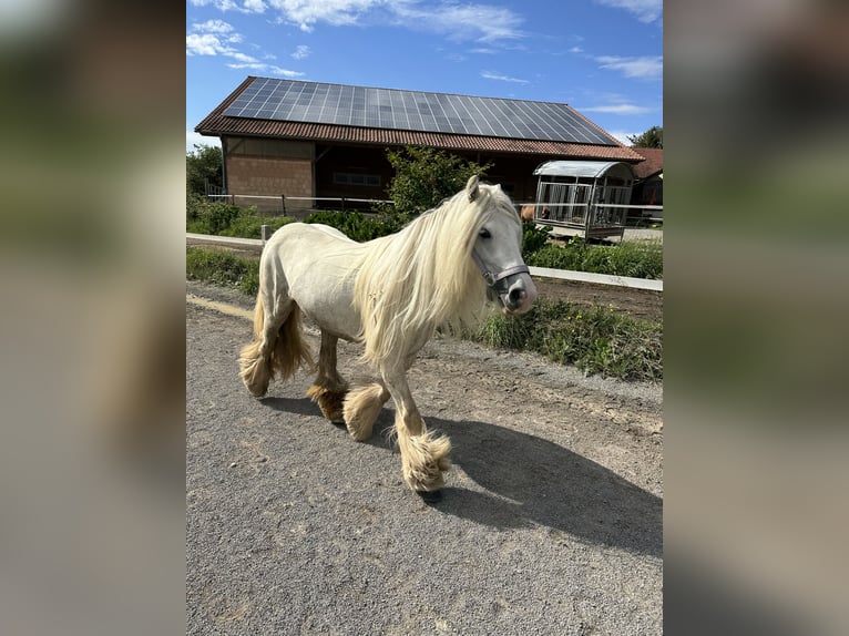 Cob Irlandese / Tinker / Gypsy Vanner Giumenta 11 Anni 125 cm Grigio in Fuldatal