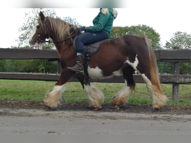 Cob Irlandese / Tinker / Gypsy Vanner Giumenta 11 Anni 128 cm Sauro in Lathen