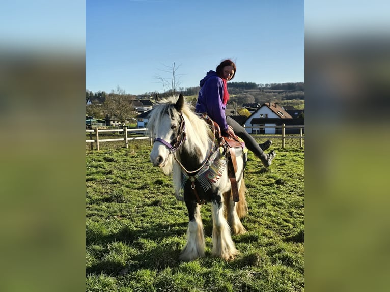 Cob Irlandese / Tinker / Gypsy Vanner Giumenta 11 Anni 140 cm Pezzato in Linkenbach