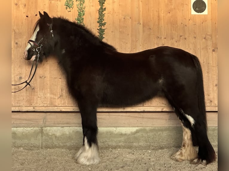 Cob Irlandese / Tinker / Gypsy Vanner Giumenta 11 Anni 142 cm Morello in Riedlingen