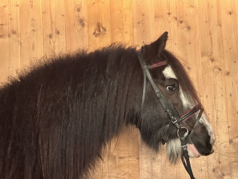 Cob Irlandese / Tinker / Gypsy Vanner Giumenta 11 Anni 142 cm Morello in Riedlingen