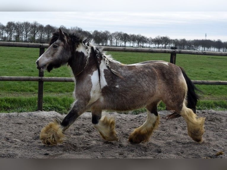 Cob Irlandese / Tinker / Gypsy Vanner Giumenta 11 Anni 142 cm Pelle di daino in Oldeholtwolde