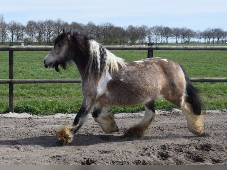 Cob Irlandese / Tinker / Gypsy Vanner Giumenta 11 Anni 142 cm Pelle di daino in Oldeholtwolde