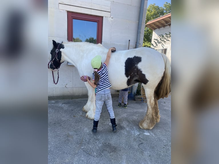 Cob Irlandese / Tinker / Gypsy Vanner Giumenta 11 Anni 142 cm Pezzato in Kitzingen