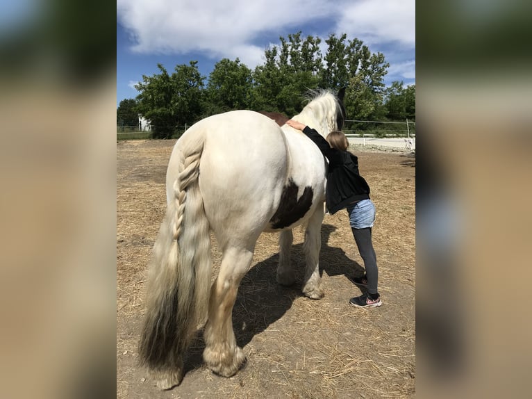 Cob Irlandese / Tinker / Gypsy Vanner Giumenta 11 Anni 142 cm Pezzato in Kitzingen
