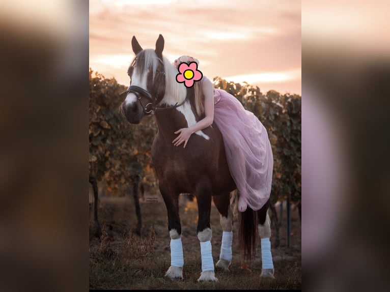 Cob Irlandese / Tinker / Gypsy Vanner Mix Giumenta 11 Anni 145 cm Tobiano-tutti i colori in Biedesheim