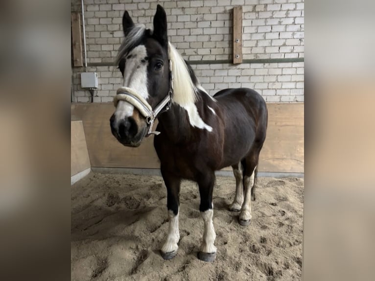 Cob Irlandese / Tinker / Gypsy Vanner Mix Giumenta 11 Anni 145 cm Tobiano-tutti i colori in Biedesheim