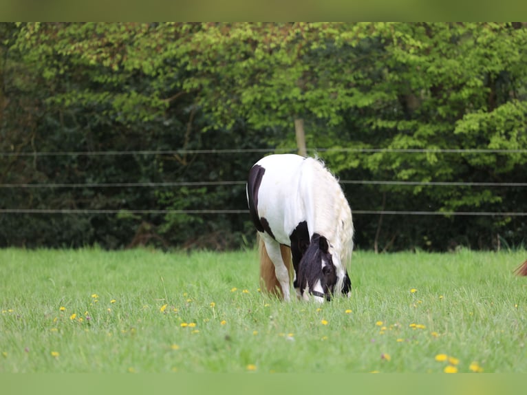 Cob Irlandese / Tinker / Gypsy Vanner Mix Giumenta 11 Anni 147 cm Pezzato in Essen