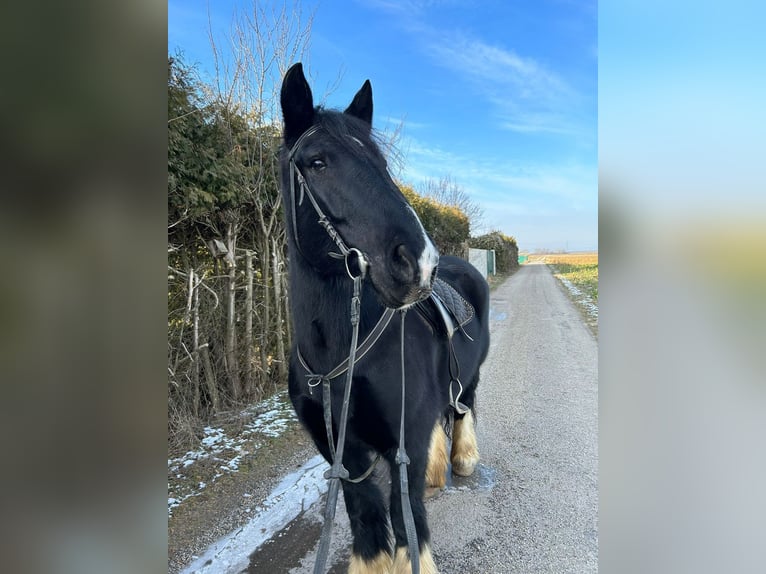 Cob Irlandese / Tinker / Gypsy Vanner Giumenta 11 Anni 150 cm Morello in Sankt andre worden