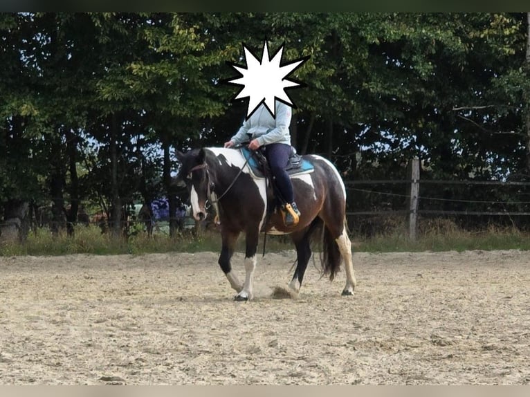 Cob Irlandese / Tinker / Gypsy Vanner Mix Giumenta 11 Anni 150 cm Pezzato in Datteln